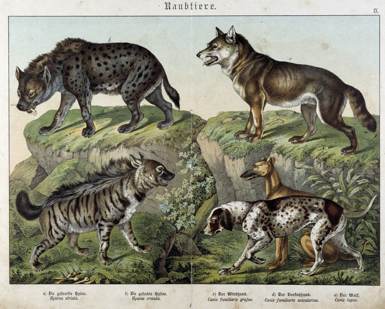 Hiénák és kutyák. in „” Natural Histories of mammals”, szerk. Schreiber alkotó: Unknown artist