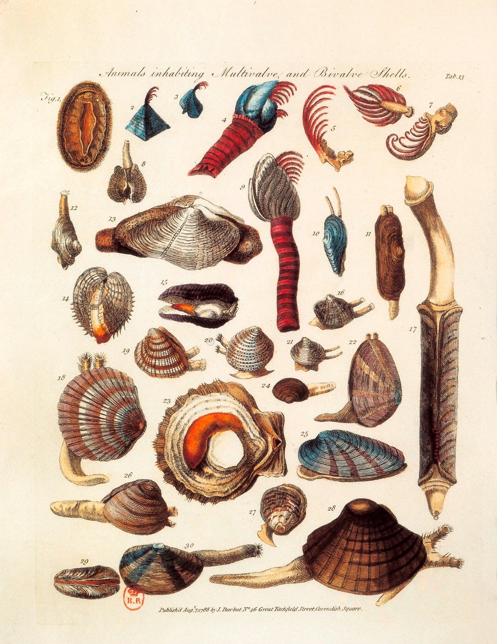 Illusztrált oldal, amely a „The Genera Vermium” egyezményekből vett kéthéjú és többhéjú állatok különböző fajait mutatja be alkotó: Unknown artist