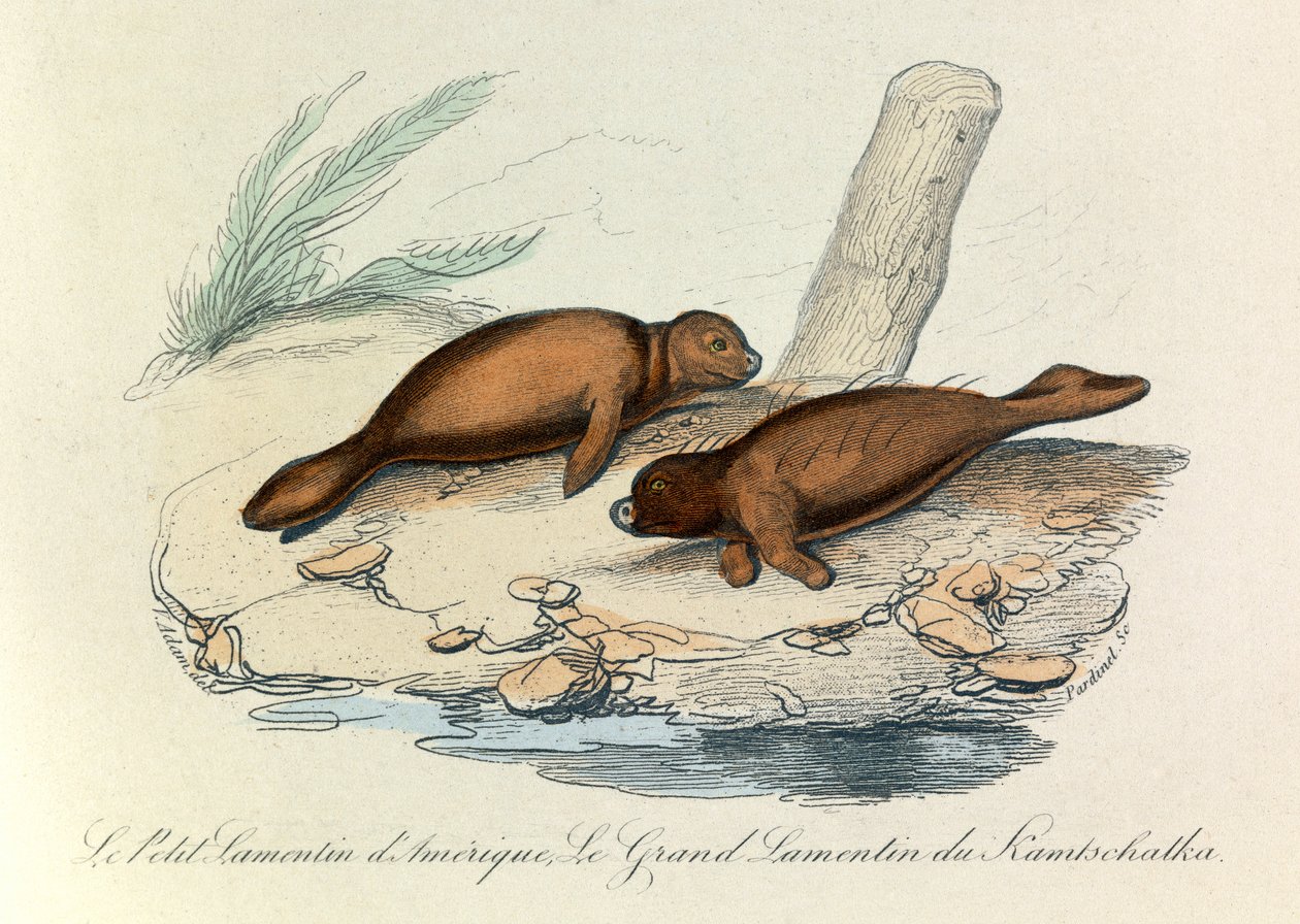 Illusztráció a "Buffon összes művei" című könyvből: Buffon: Les Quadrupedes (metszet). alkotó: Unknown artist