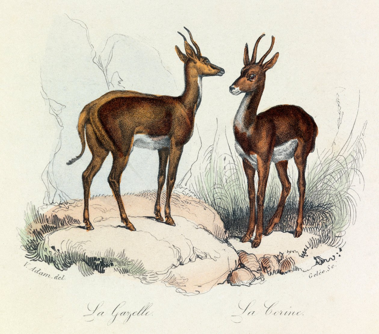 Illusztráció a "Buffon összes művei" című könyvből: Les Quadrupedes: La gazelle et la corine (metszet) alkotó: Unknown artist