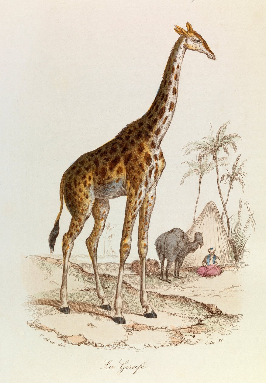 Illusztráció a "Buffon összes művei" című könyvből: Les Quadrupedes: La giraffe (metszet) alkotó: Unknown artist