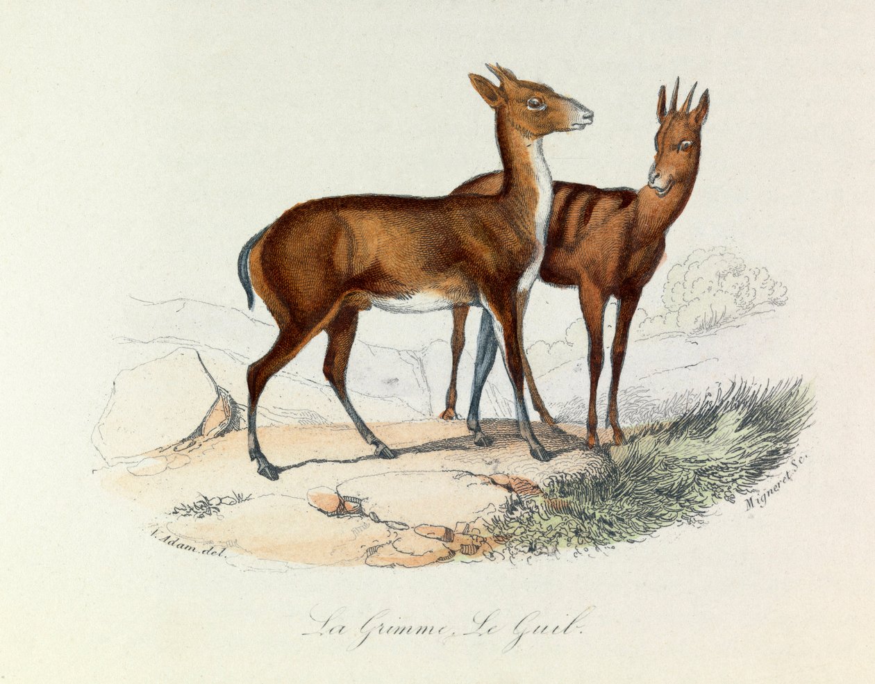 Illusztráció a "Buffon összes művei" című könyvből: Les Quadrupedes: La grimme et le guib (metszet) alkotó: Unknown artist
