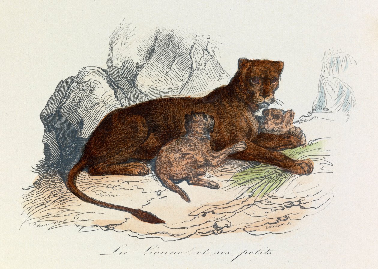Illusztráció a "Buffon összes művei" című könyvből: Les Quadrupedes: La lionne et ses petits (metszet) alkotó: Unknown artist
