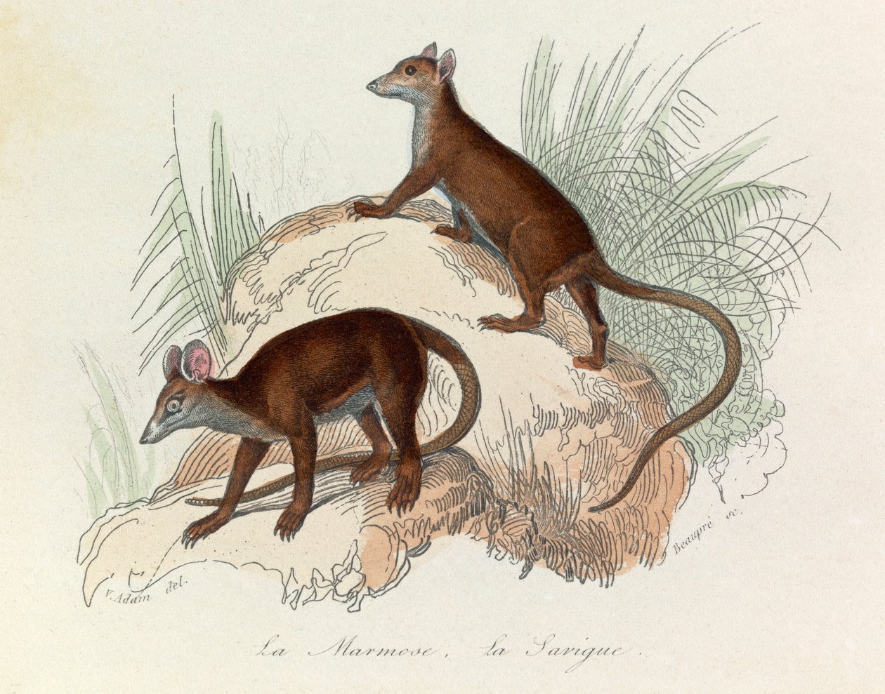Illusztráció a "Buffon összes művei" című könyvből: Les Quadrupedes: La marmot et la sarigue (metszet) alkotó: Unknown artist