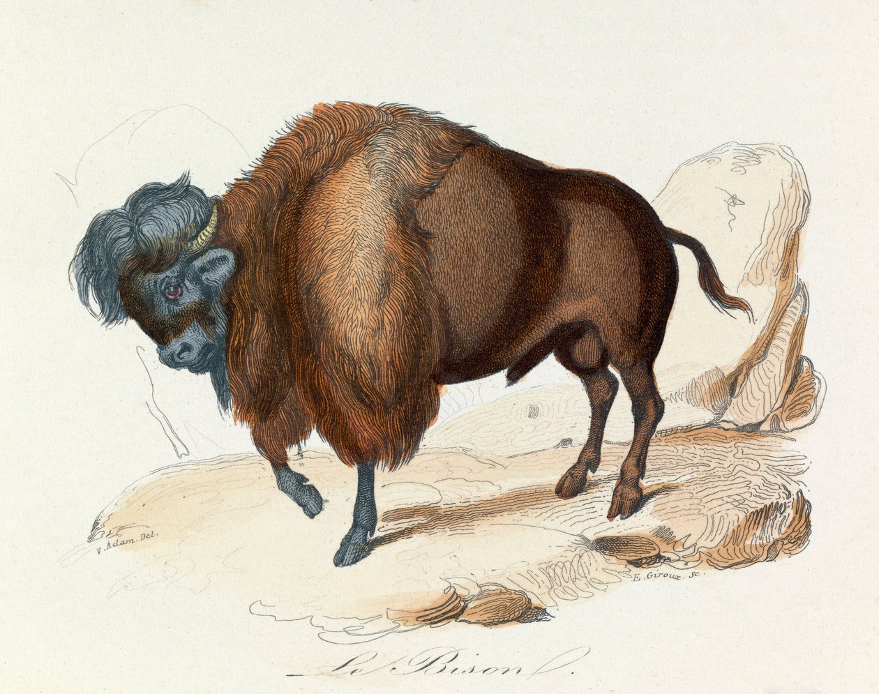 Illusztráció a "Buffon összes művei" című könyvből: Les Quadrupedes: (metszet) alkotó: Unknown artist