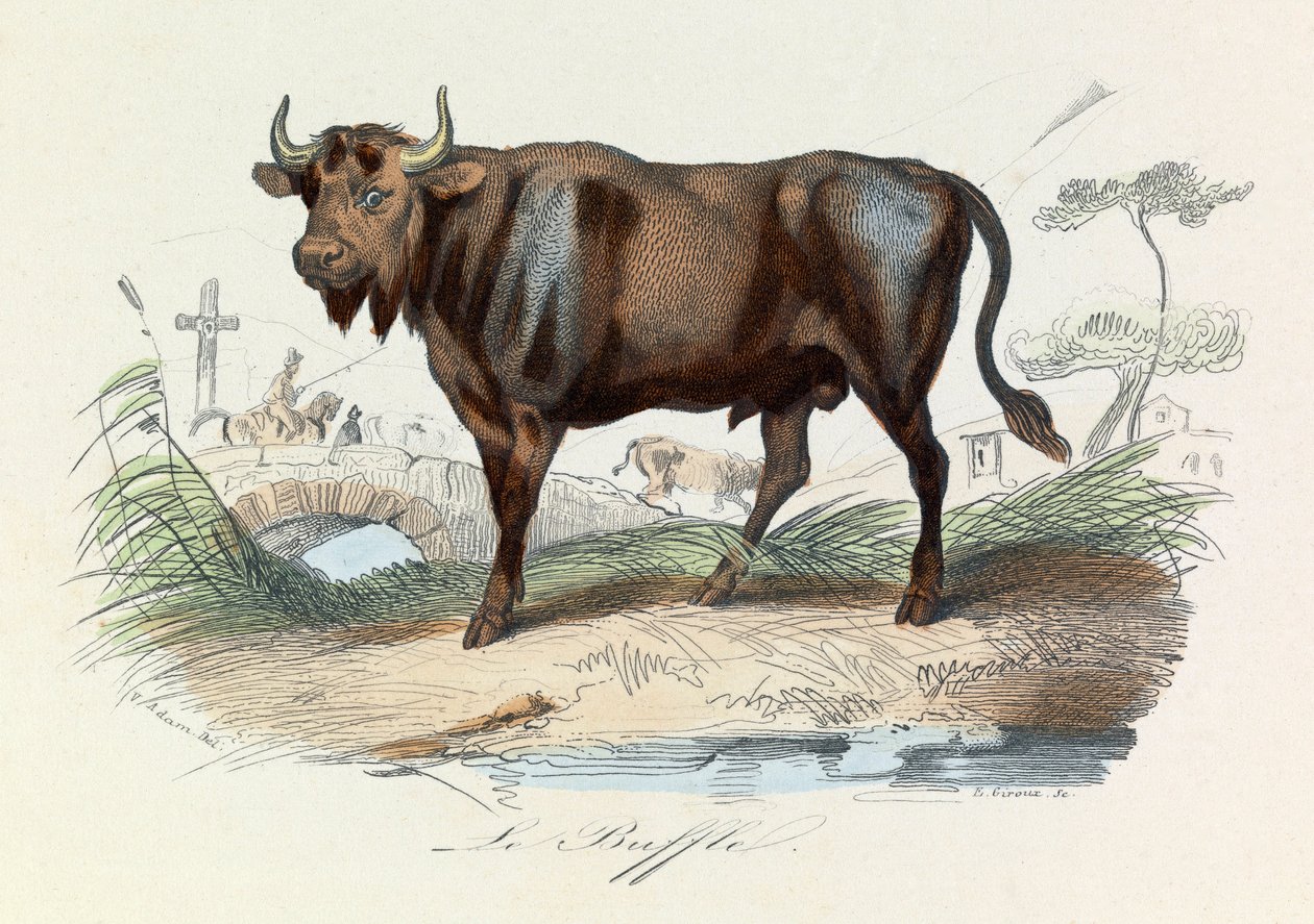 Illusztráció a "Buffon összes művei" című könyvből: Les Quadrupedes: Le buffalo (metszet) alkotó: Unknown artist