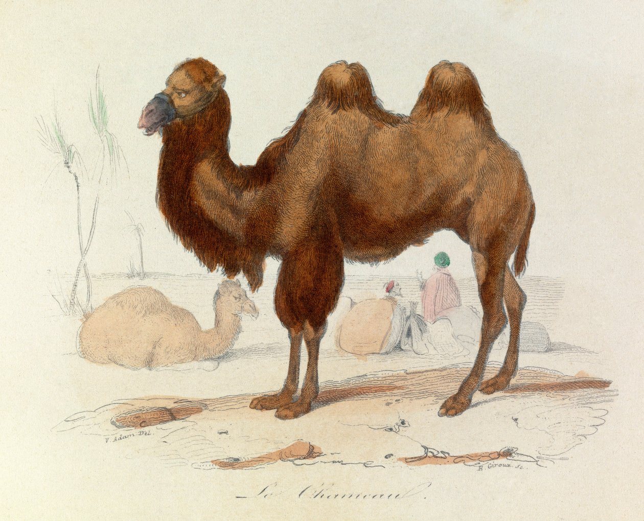 Illusztráció a "Buffon összes művei" című könyvből: Les Quadrupedes: Le cameau (metszet) alkotó: Unknown artist