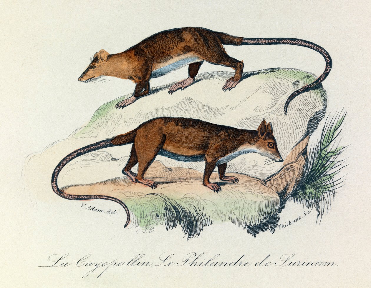 Illusztráció a "Buffon összes művei" című könyvből: Les Quadrupedes: Le cayopollin et la philandre de Surinam (metszet) alkotó: Unknown artist