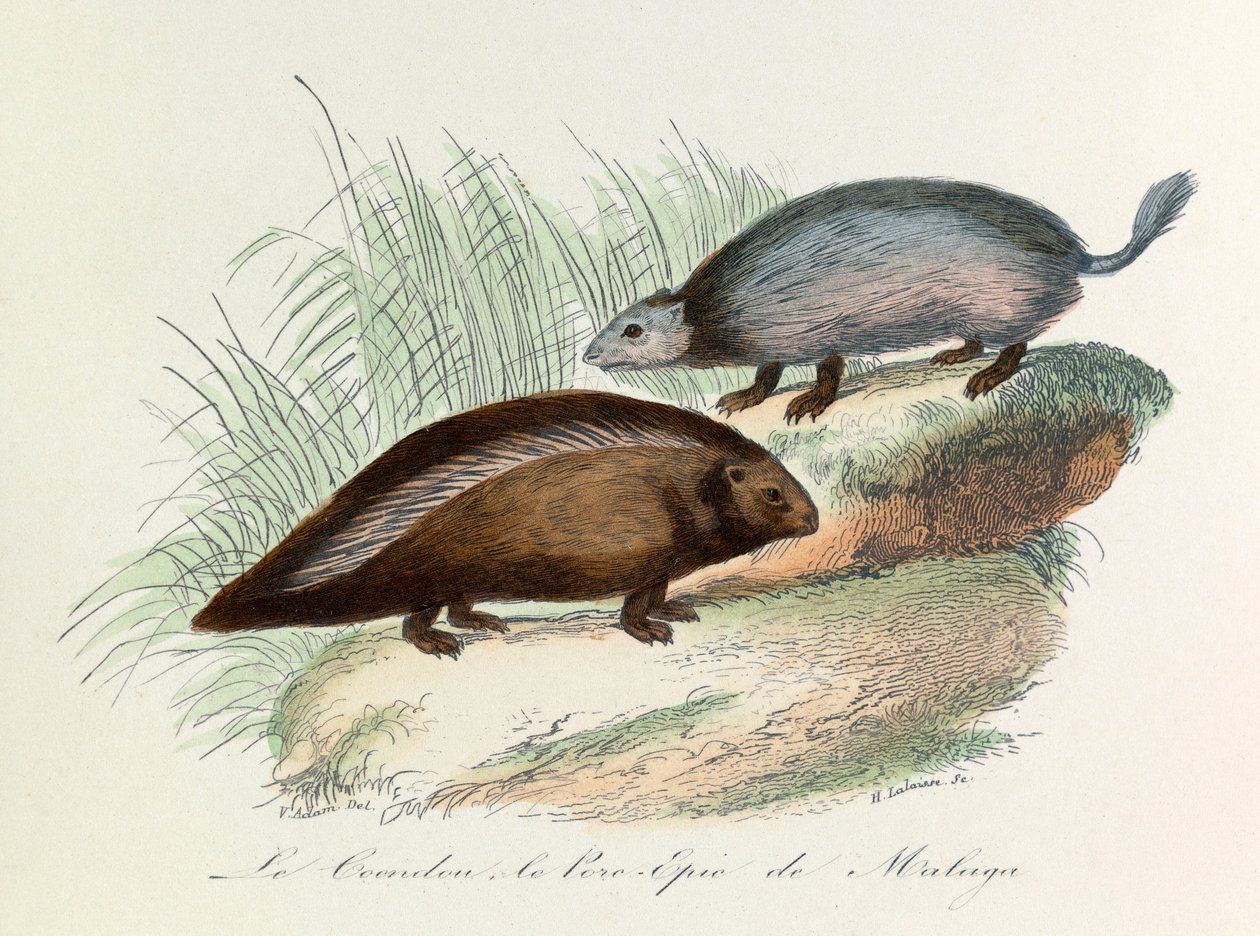 Illusztráció a "Buffon összes művei" című könyvből: Les Quadrupedes: Le coendou et le pork epic de Malaga (metszet) alkotó: Unknown artist