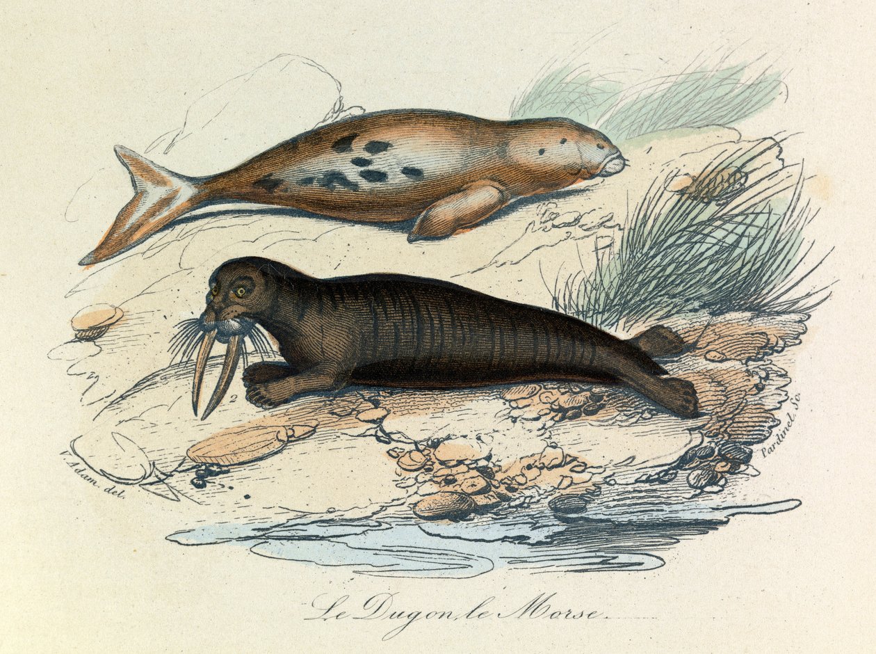 Illusztráció a "Buffon összes művei" című könyvből: Les Quadrupedes: Le dugon et le walrus (metszet) alkotó: Unknown artist