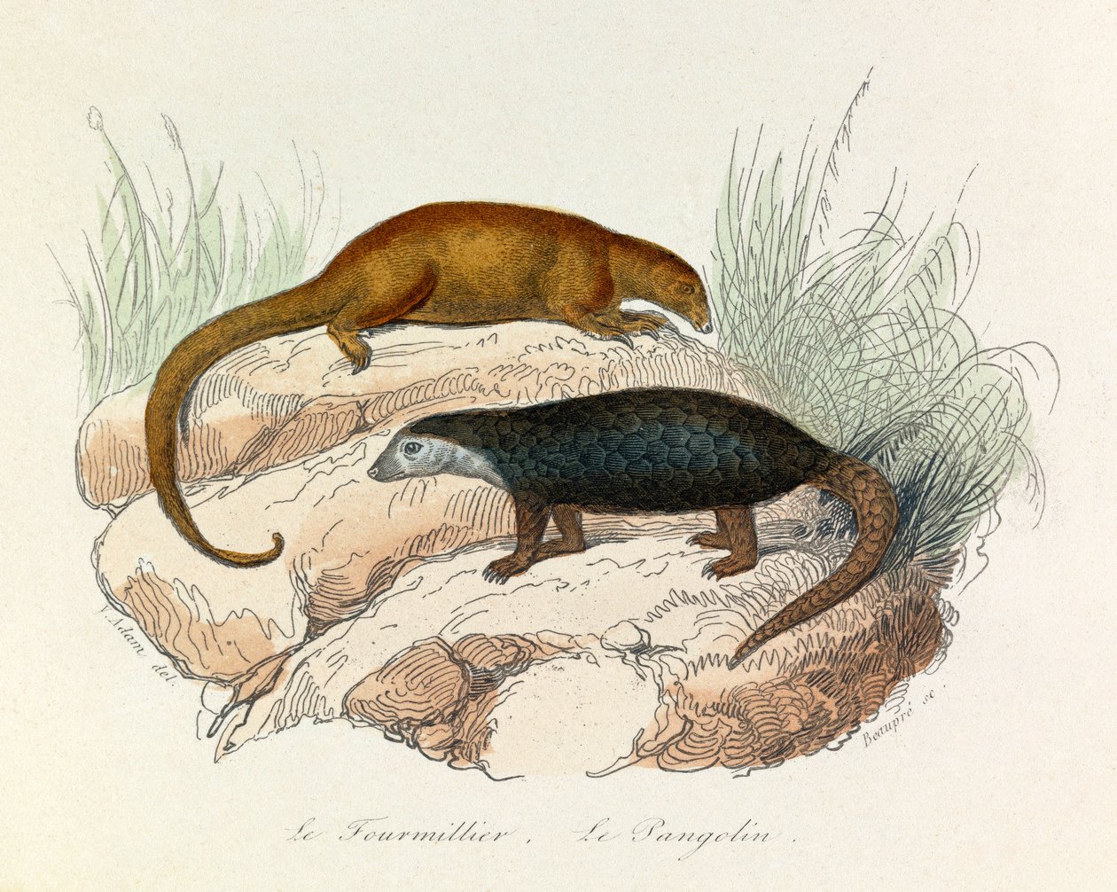Illusztráció a "Buffon összes művei" című könyvből: Les Quadrupedes: Le fourmillier et le pangolin (metszet) alkotó: Unknown artist