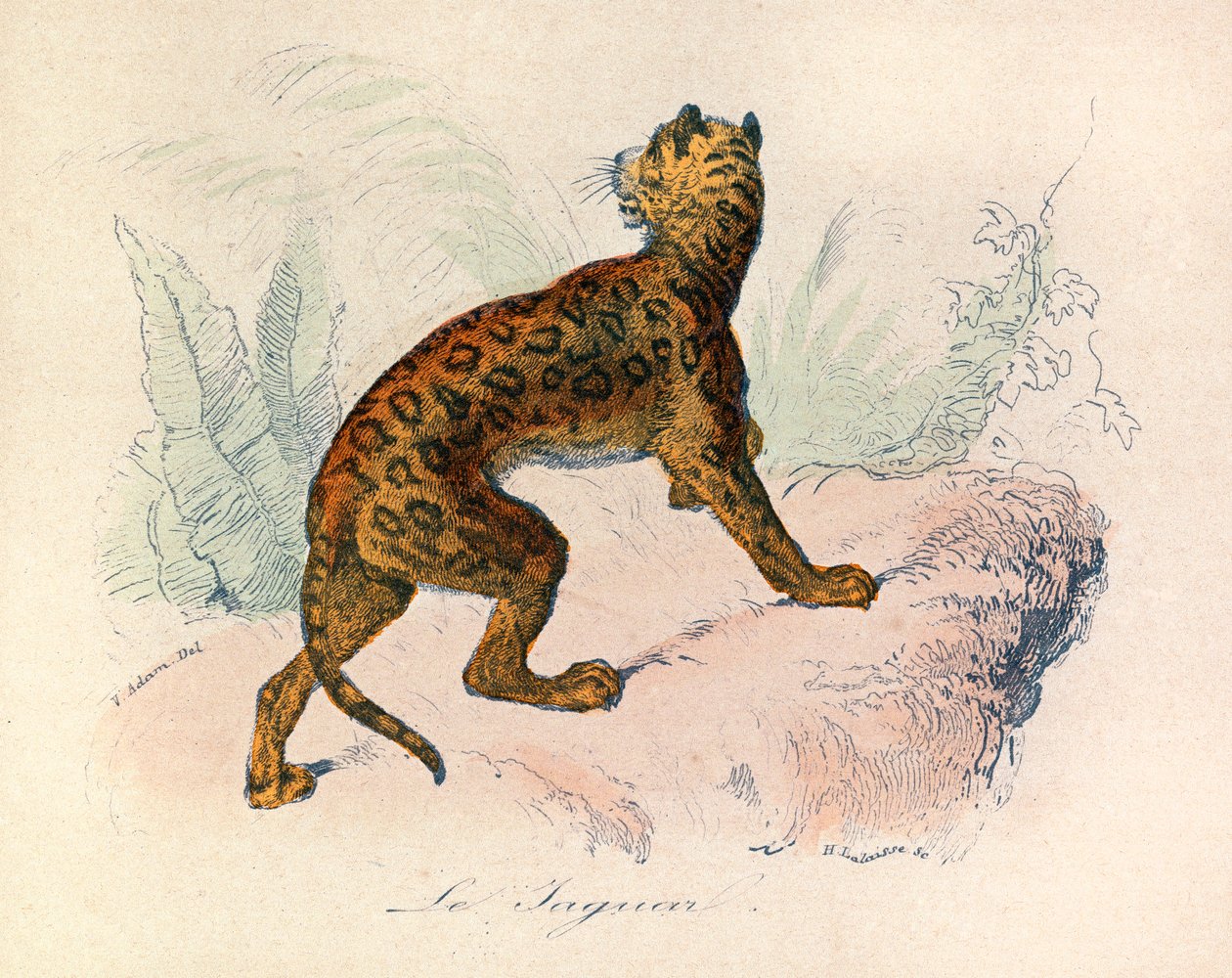 Illusztráció a "Buffon összes művei" című könyvből: Les Quadrupedes: (metszet) alkotó: Unknown artist