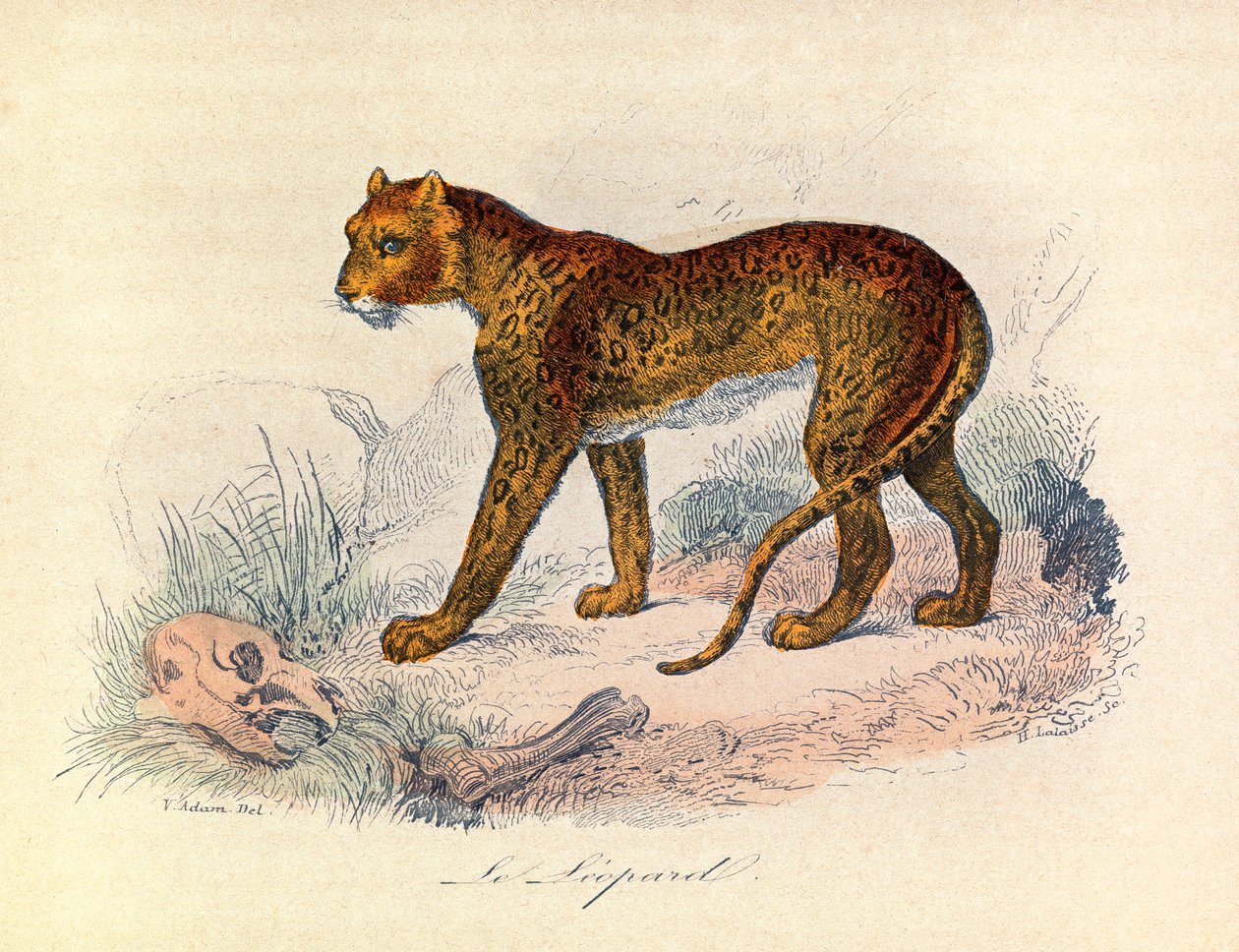 Illusztráció a "Buffon összes művei" című könyvből: Les Quadrupedes: Le leopárd (metszet) alkotó: Unknown artist