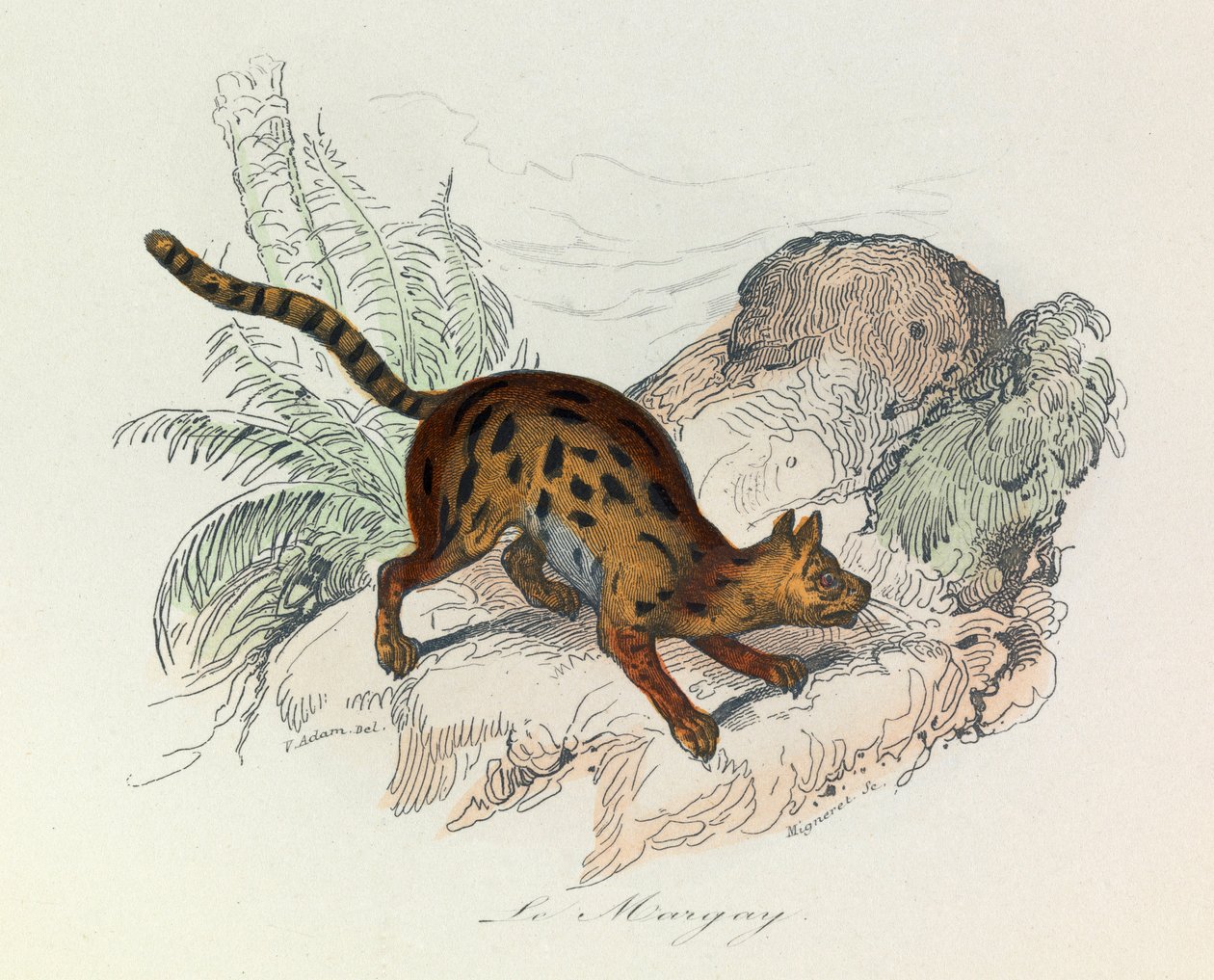 Illusztráció a "Buffon összes művei" című könyvből: Les Quadrupedes: Le margay (metszet) alkotó: Unknown artist