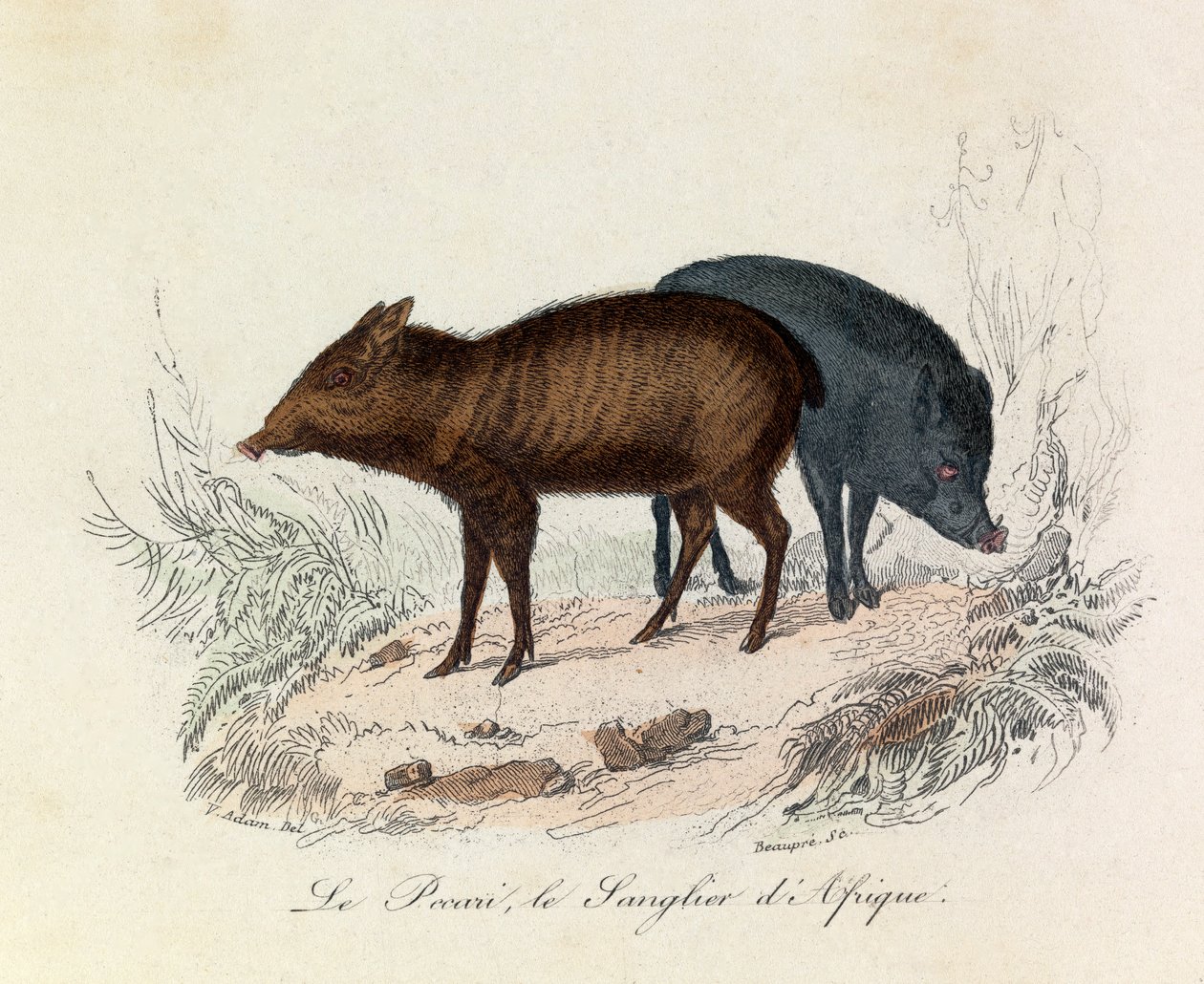 Illusztráció a "Buffon összes művei" című könyvből: Les Quadrupedes: Le pecari et le boar d