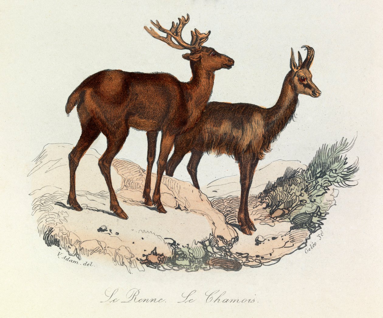 Illusztráció a "Buffon összes művei" című könyvből: Les Quadrupedes: Le reinne et la chamois (metszet). alkotó: Unknown artist