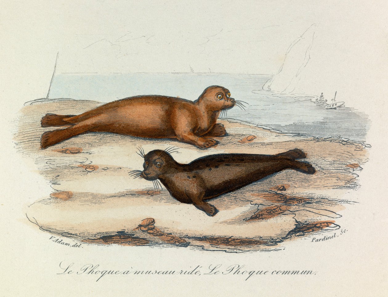 Illusztráció a "Buffon összes művei" című könyvből: Les Quadrupedes: Le seal a snout ride et le seal (metszet) alkotó: Unknown artist