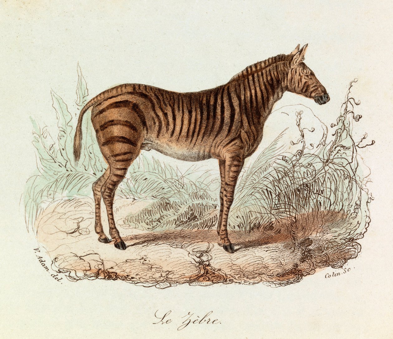 Illusztráció a "Buffon összes művei" című könyvből: Les Quadrupedes: Le zebre (metszet) alkotó: Unknown artist