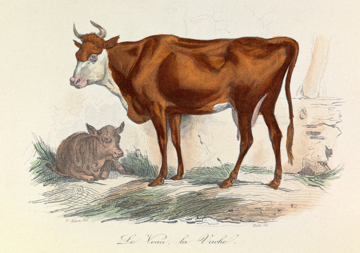 Illusztráció a "Buffon összes művei" című könyvből: Buffon: Les animaux: La coache et son veau (metszet). alkotó: Unknown artist
