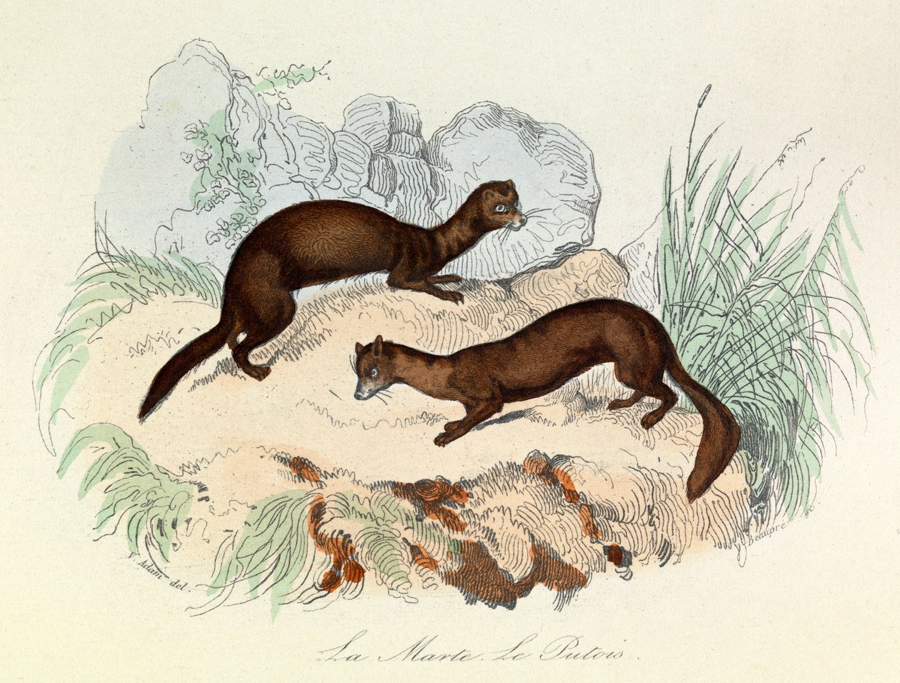 Illusztráció a "Buffon összes művei" című könyvből: Buffon: Les animaux: Buffon: La marte et le fertois (metszet). alkotó: Unknown artist