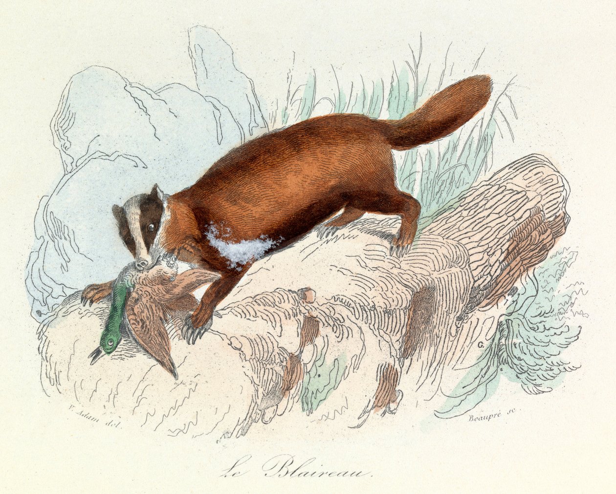 Illusztráció a "Buffon összes művei" című könyvből: Buffon: Les animaux: Buffon: A borz (metszet) alkotó: Unknown artist