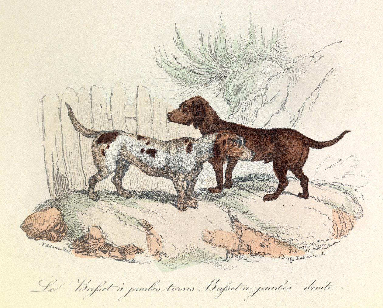 Illusztráció a "Buffon összes művei" című könyvből: Buffon: Les animaux: Le basset a torso legs et le basset a straight legs (metszet) alkotó: Unknown artist