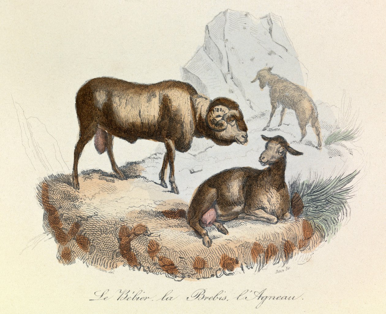Illusztráció a "Buffon összes művei" című könyvből: Buffon: Les animaux: (metszet) alkotó: Unknown artist
