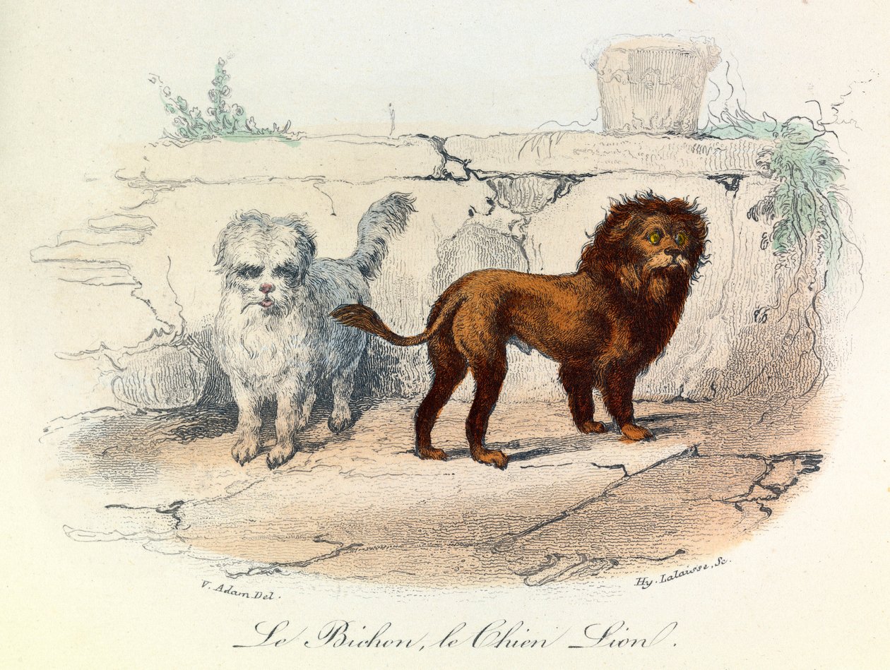 Illusztráció a "Buffon összes művei" című könyvből: Buffon: Les animaux: Buffon: Le bichon et le chien lion (metszet). alkotó: Unknown artist