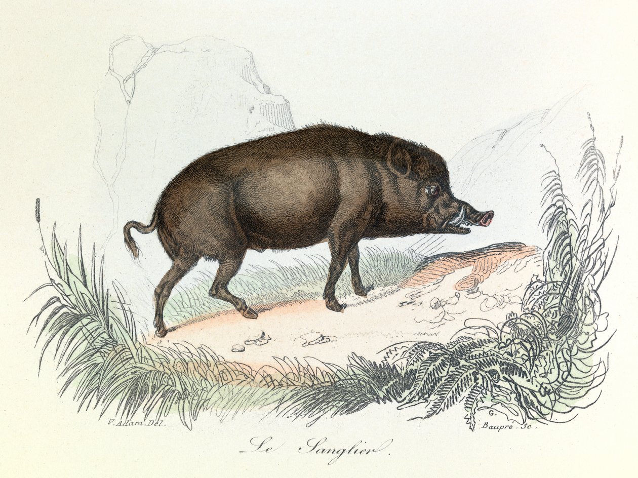 Illusztráció a "Buffon összes művei" című könyvből: Buffon: Les animaux: Buffon: Le boar (metszet) alkotó: Unknown artist