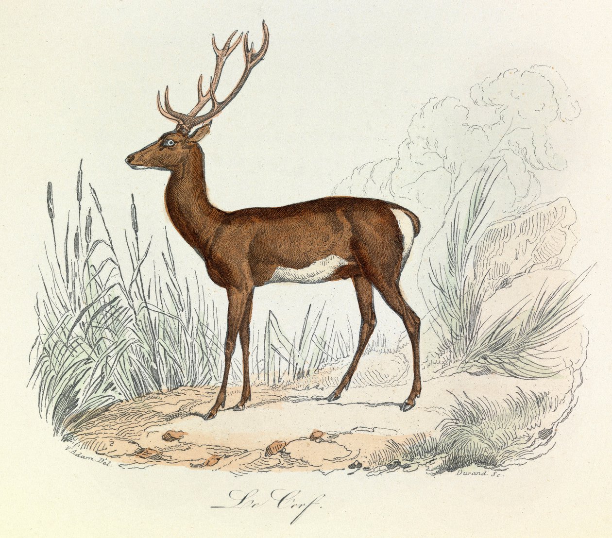 Illusztráció a "Buffon összes művei" című könyvből: Buffon: Les animaux: Buffon: Le cerf (metszet) alkotó: Unknown artist