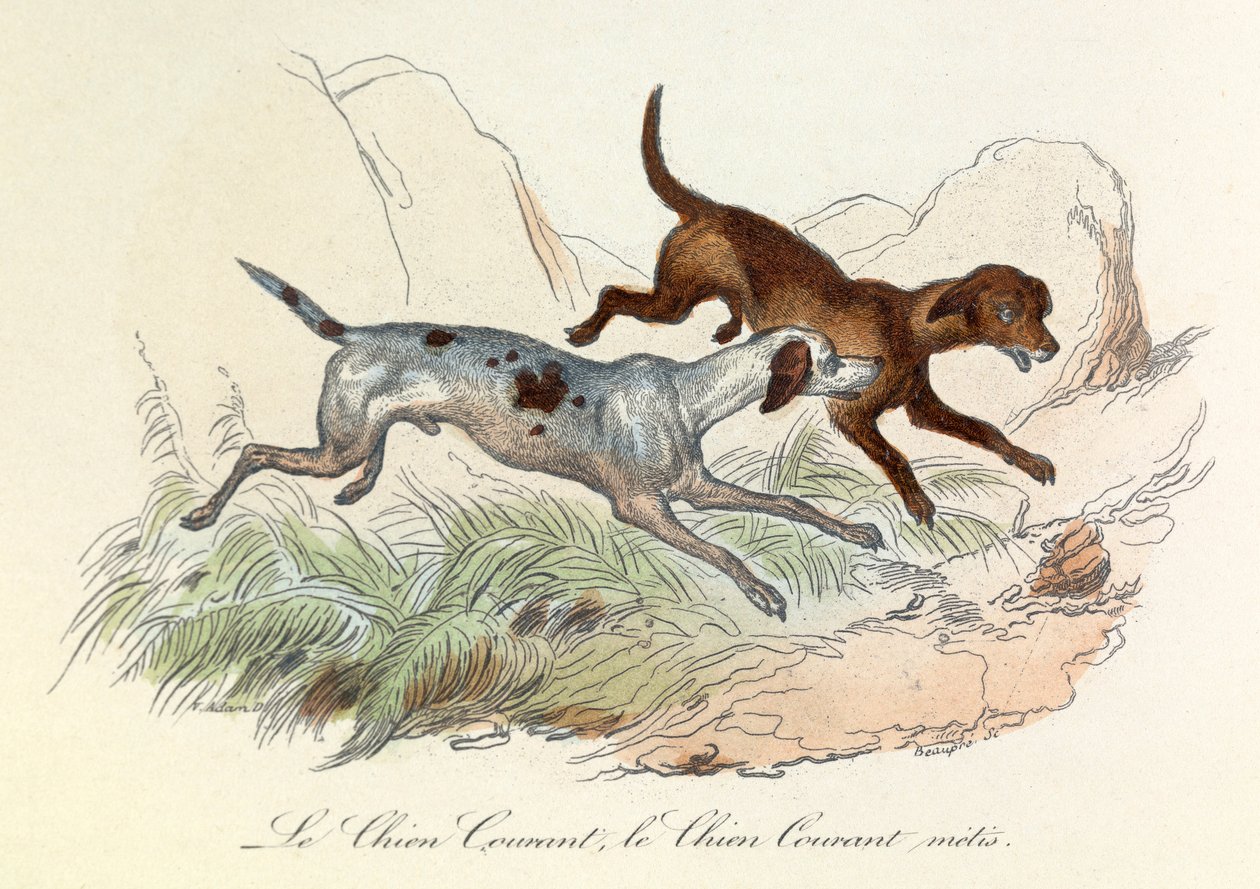 Illusztráció a "Buffon összes művei" című könyvből: Buffon: Les animaux: Le chien courant et le chien courant metis (metszet) alkotó: Unknown artist