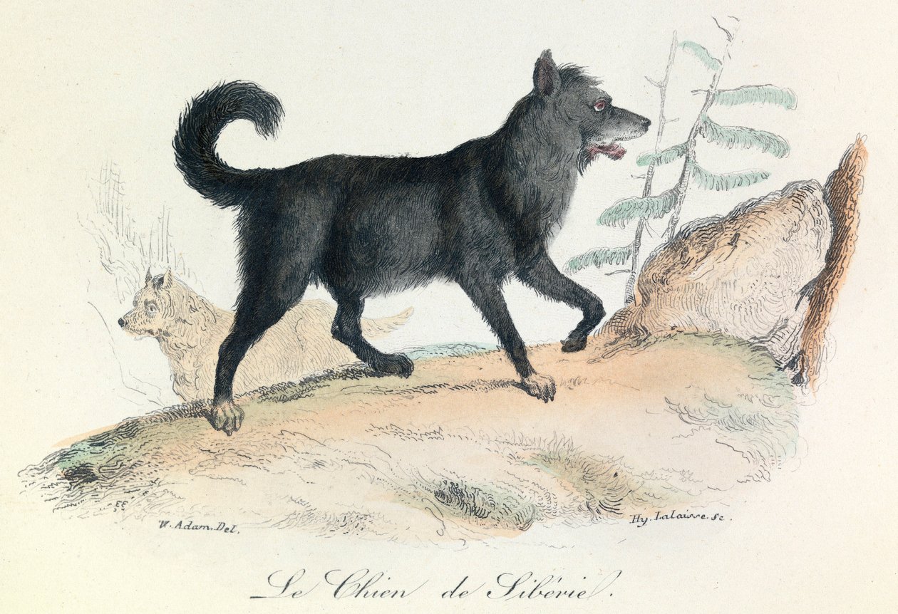 Illusztráció a "Buffon összes művei" című könyvből: Buffon: Les animaux: Buffon: Le chien de Siberie (metszet). alkotó: Unknown artist