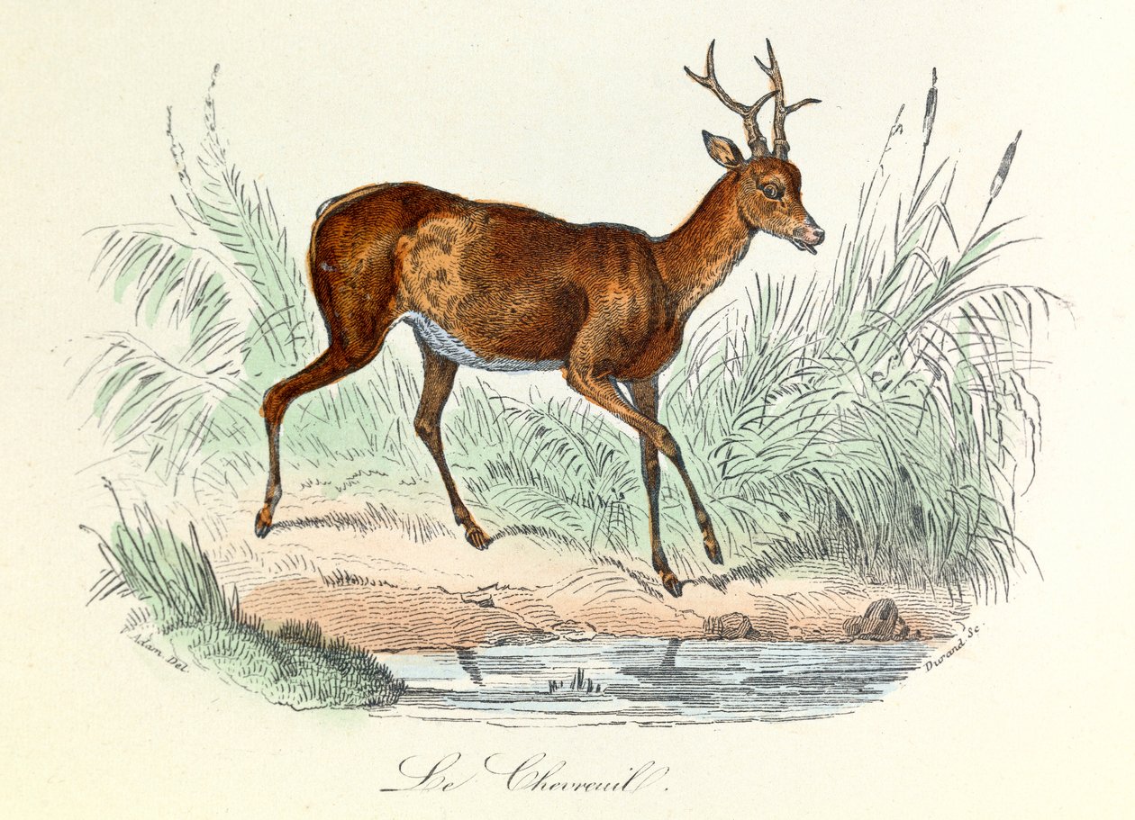 Illusztráció a "Buffon összes művei" című könyvből: Buffon: Les animaux: Buffon: Le deer (metszet) alkotó: Unknown artist