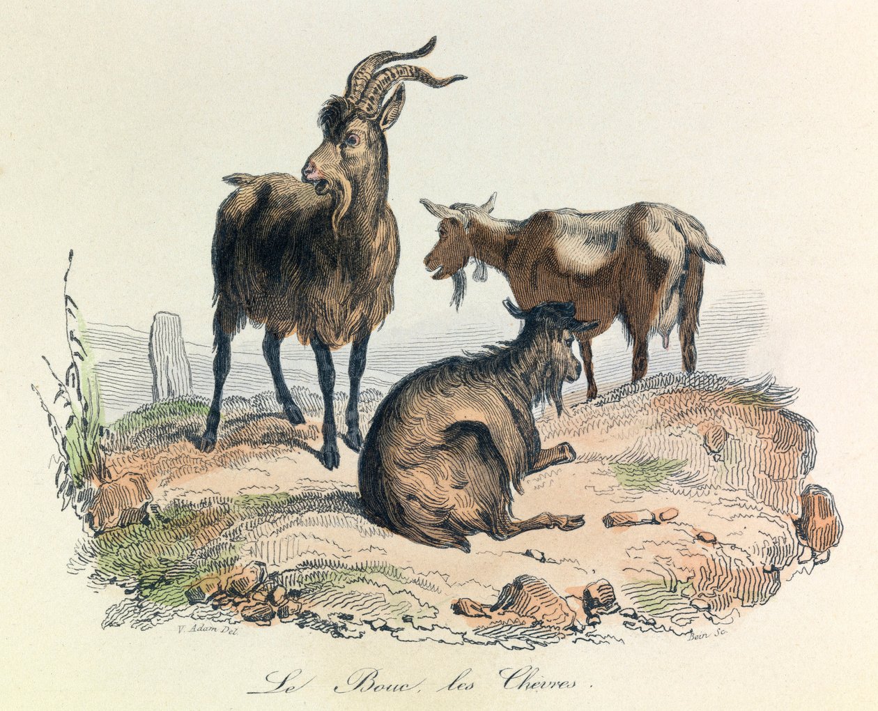 Illusztráció a "Buffon összes művei" című könyvből: Buffon: Les animaux: Buffon: Le kecske és a kecskék (metszet). alkotó: Unknown artist