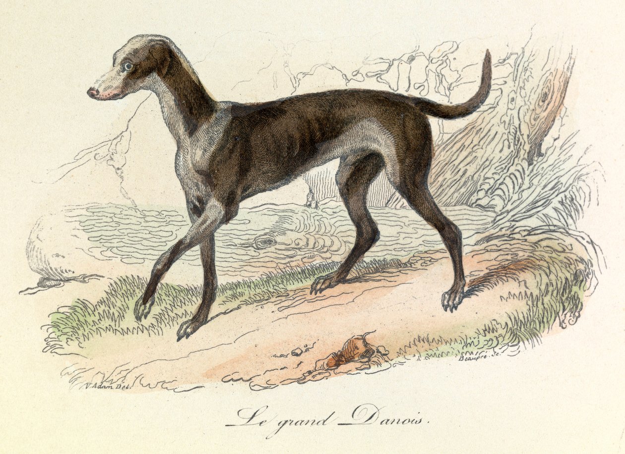 Illusztráció a "Buffon összes művei" című könyvből: Buffon: Les animaux: Buffon: Le grand danish (metszet) alkotó: Unknown artist