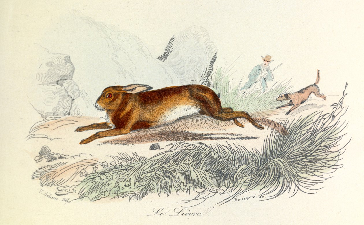 Illusztráció a "Buffon összes művei" című könyvből: Buffon: Les animaux: Buffon: A nyúl (metszet) alkotó: Unknown artist
