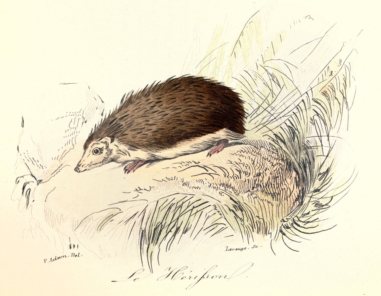 Illusztráció a "Buffon összes művei" című könyvből: Buffon: Les animaux: Buffon: Le herisson (metszet) alkotó: Unknown artist