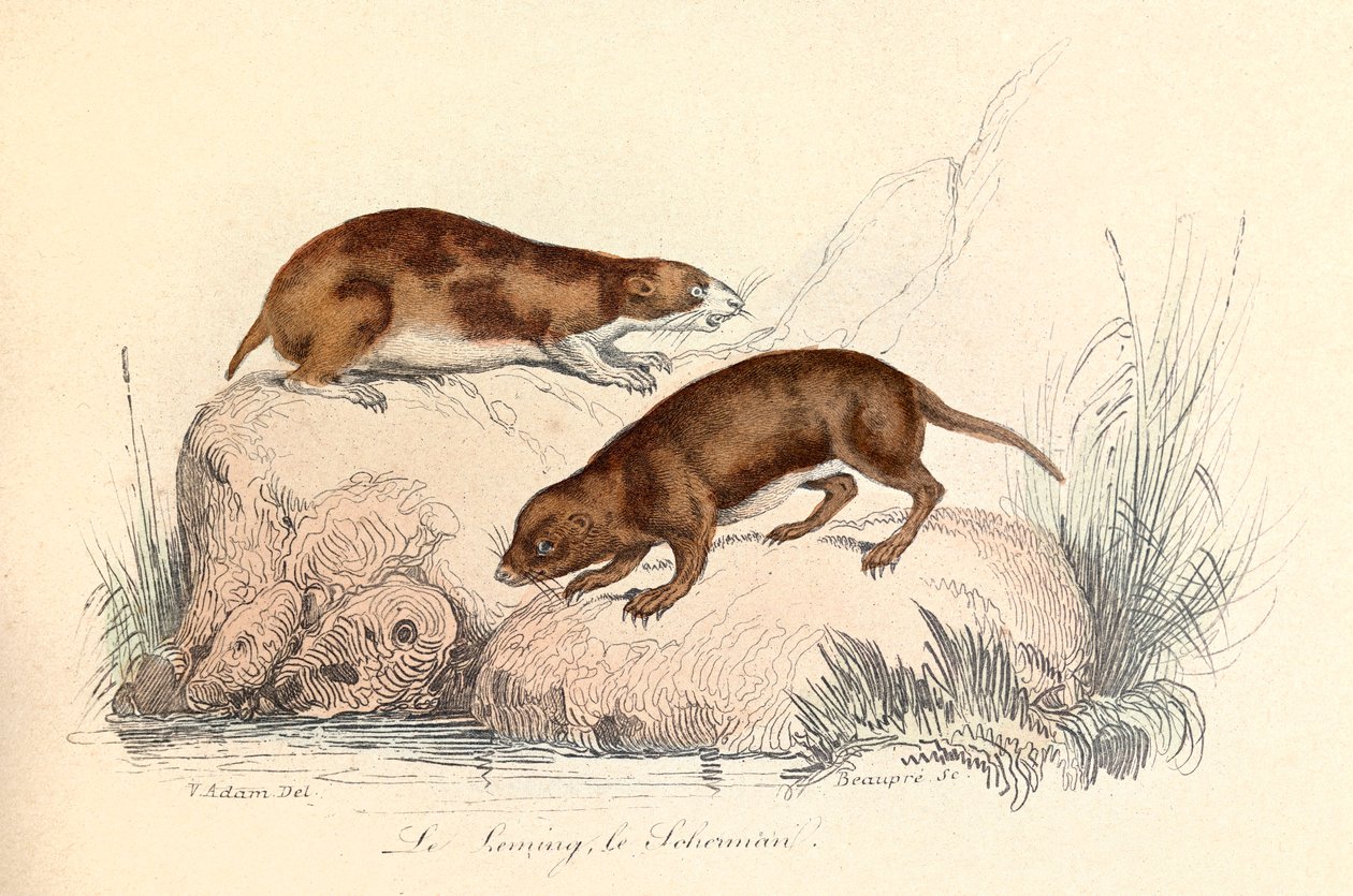 Illusztráció a "Buffon összes művei" című könyvből: Buffon: Les animaux: Le leming et le scherman (metszet) alkotó: Unknown artist