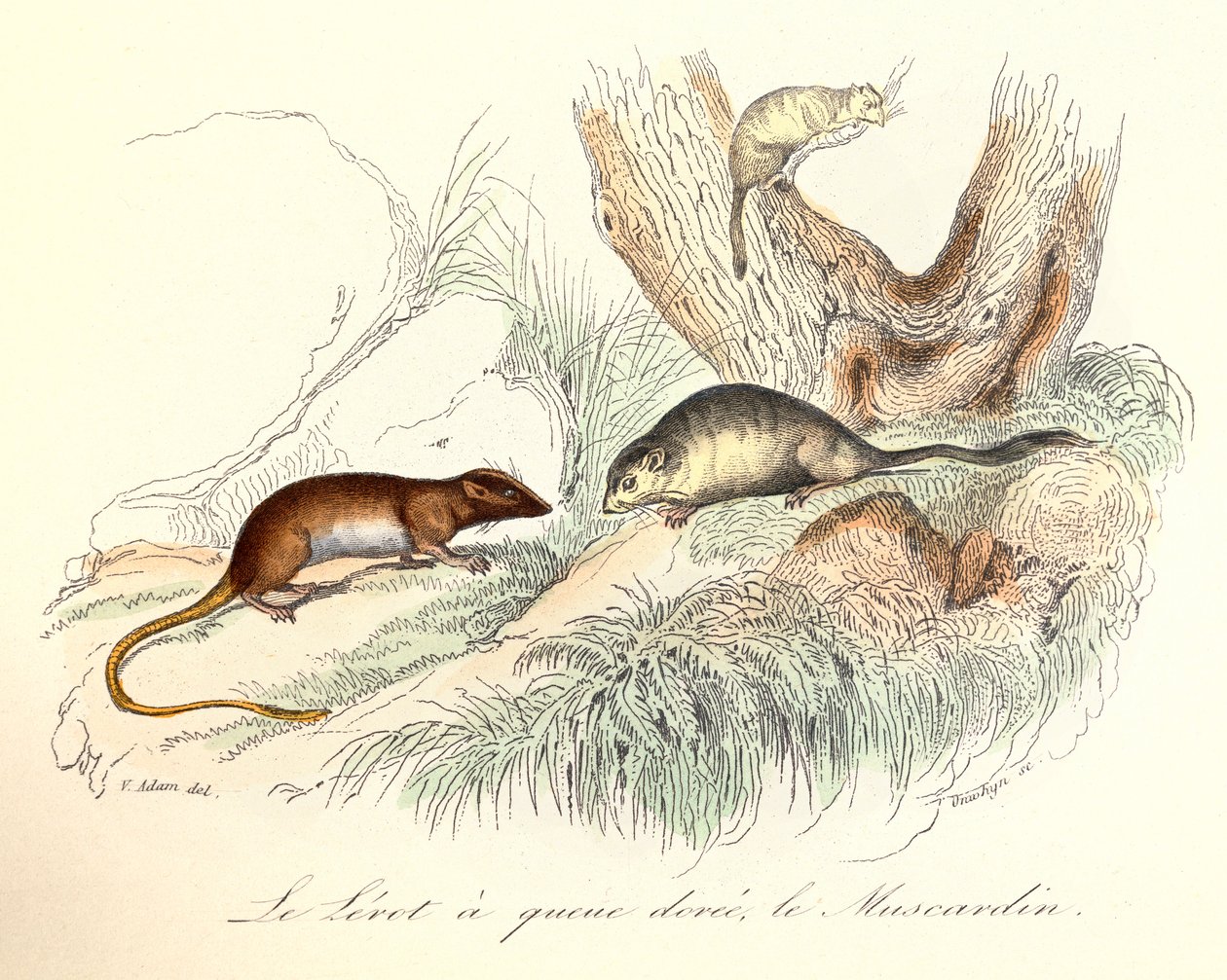Illusztráció a "Buffon összes művei" című könyvből: Buffon: Les animaux: Le lerot a tail doree et le muscardin (metszet) alkotó: Unknown artist