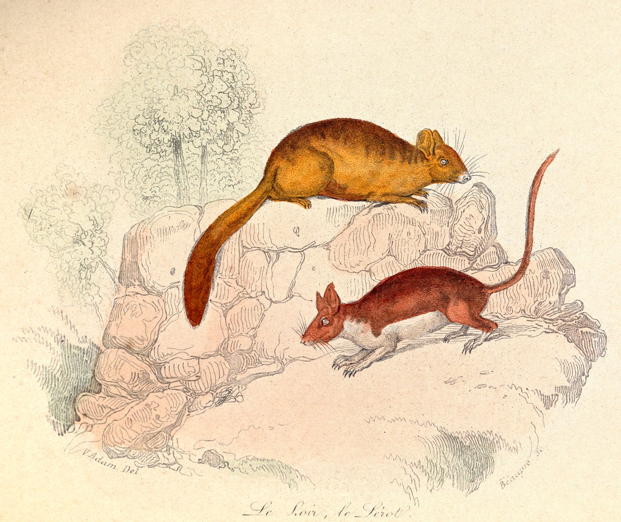 Illusztráció a "Buffon összes művei" című könyvből: Buffon: Les animaux: Le loir et le lerot (metszet). alkotó: Unknown artist