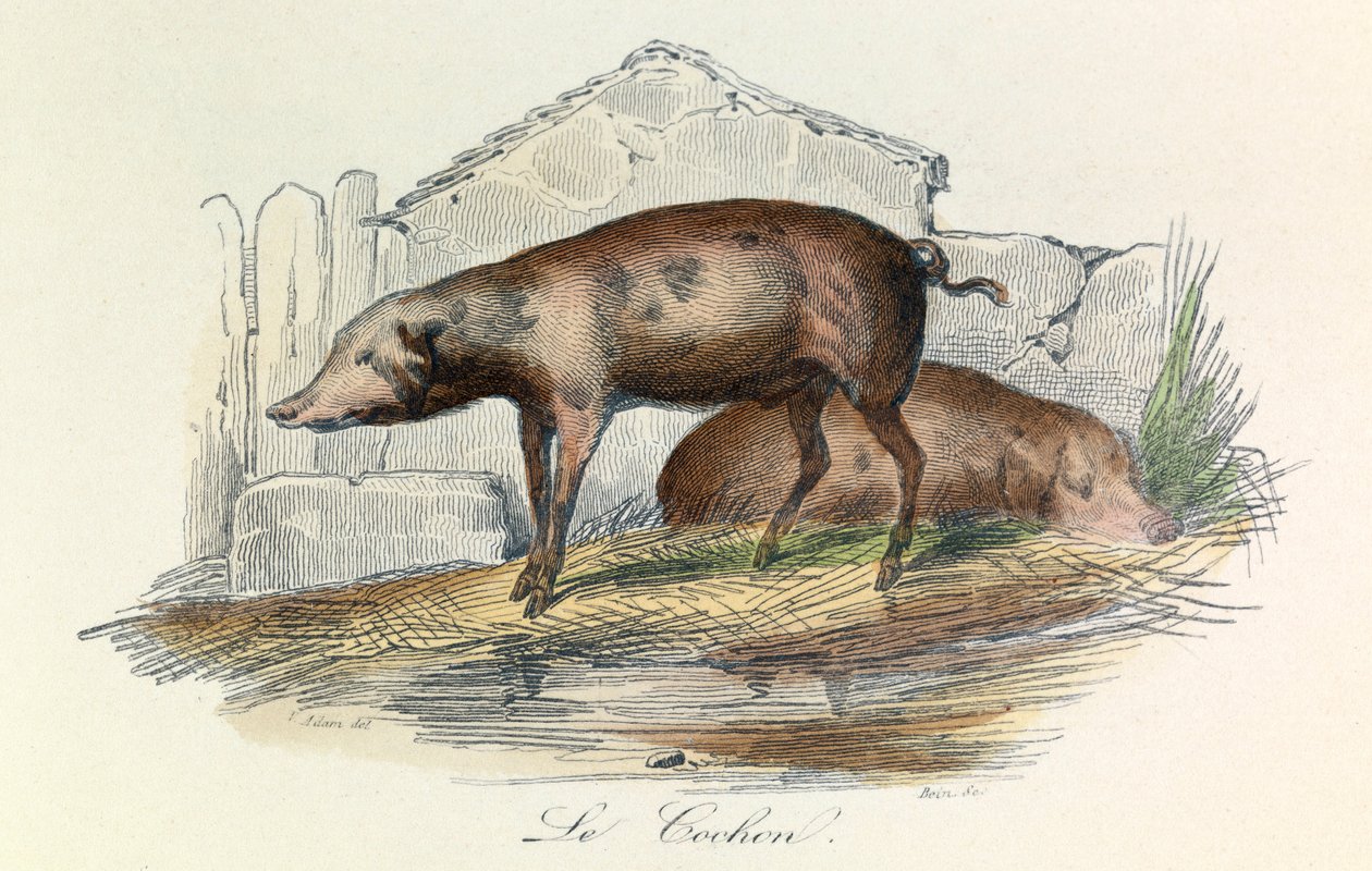 Illusztráció a "Buffon összes művei" című könyvből: Buffon: Les animaux: Buffon: Le pichon (metszet) alkotó: Unknown artist