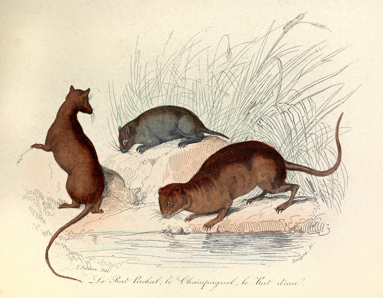 Illusztráció a "Buffon összes művei" című könyvből: Les animaux: Le rat perchat, le vole et le rat d
