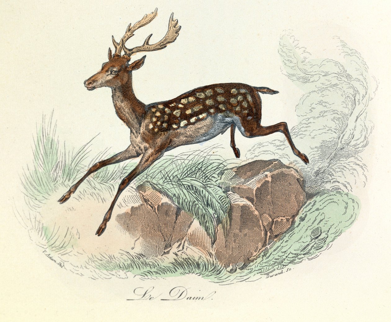 Illusztráció a "Buffon összes művei" című könyvből: Buffon: Les animaux: Buffon: Le suede (metszet) alkotó: Unknown artist