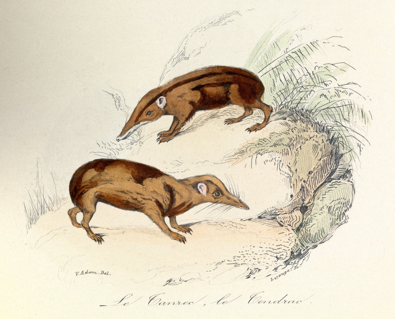 Illusztráció a "Buffon összes művei" című könyvből: Buffon: Les animaux: Le tanrec et le tendrac (metszet) alkotó: Unknown artist