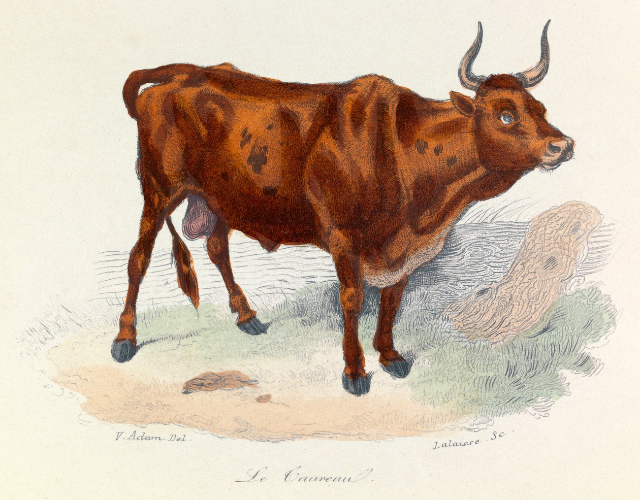 Illusztráció a "Buffon összes művei" című könyvből: Buffon: Les animaux: Buffon: Le taureau (metszet) alkotó: Unknown artist