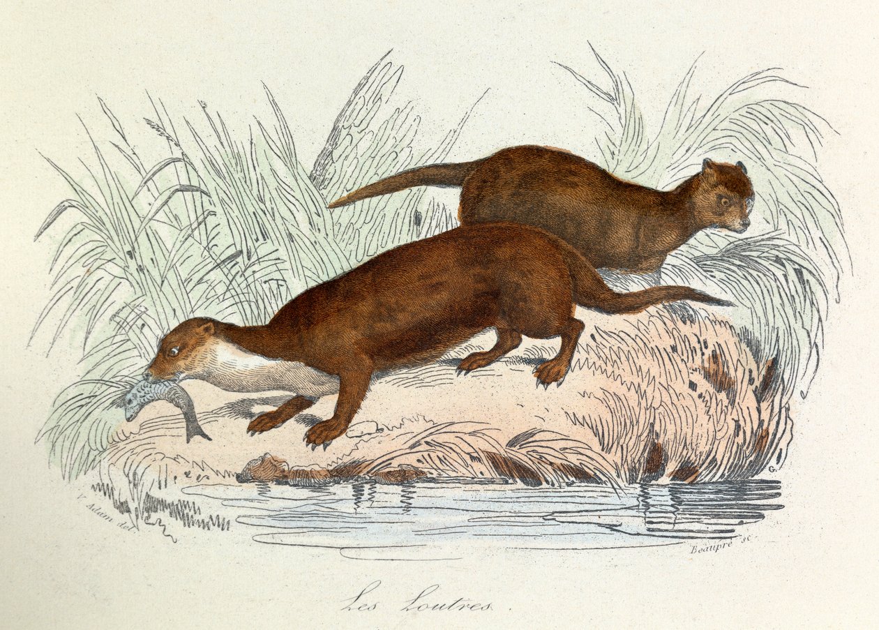 Illusztráció a "Buffon összes művei" című könyvből: Buffon: Les animaux: Buffon: Les ottres (metszet) alkotó: Unknown artist