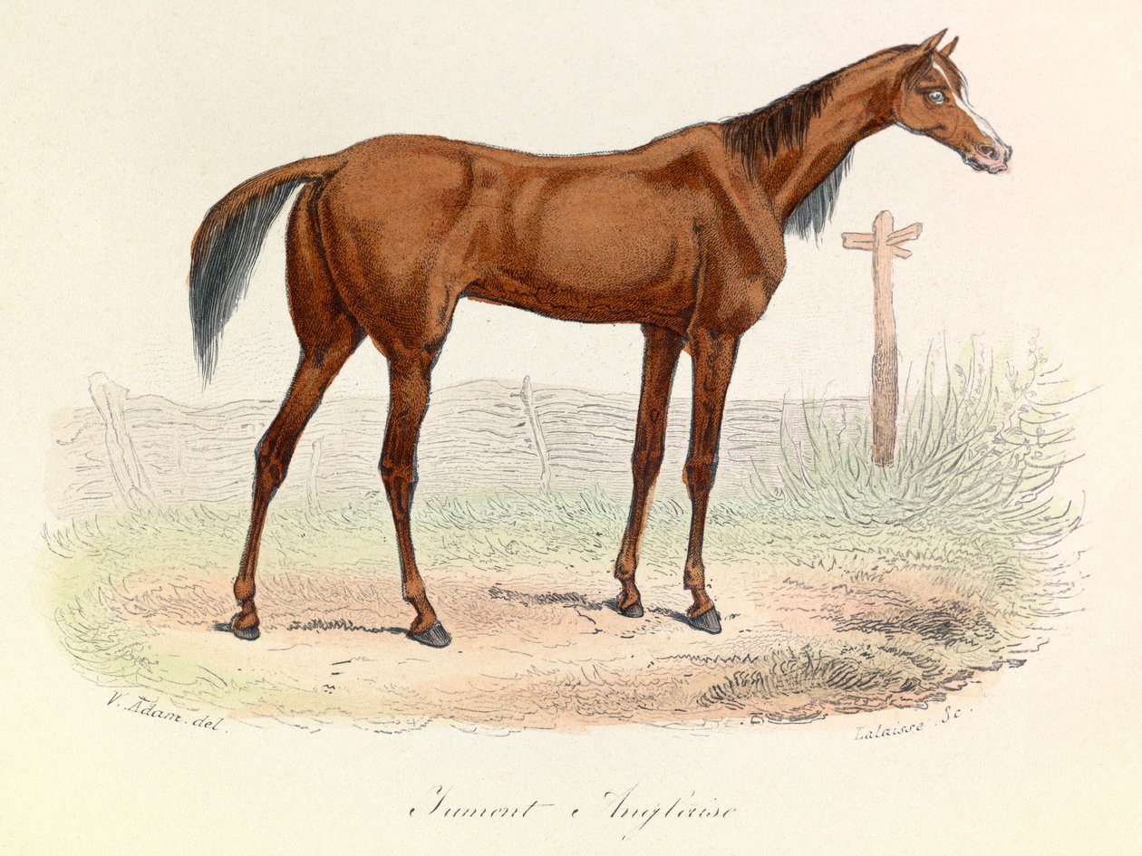 Illusztráció a "Buffon összes művei" című könyvből: Buffon: Les animaux: Anglaise (metszet) alkotó: Unknown artist