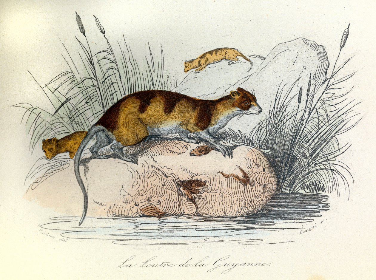 Illusztráció a "Buffon összes művei" című könyvből: Buffon: Les animaux domestiques: Les animaux domestiques: La otter de Guiana (metszet). alkotó: Unknown artist