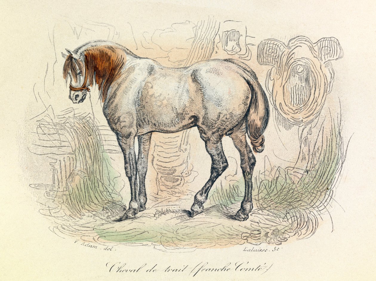 A Linneene és Cuvier által osztályozott Franc Comtois ló illusztrációja (metszet) alkotó: Unknown artist