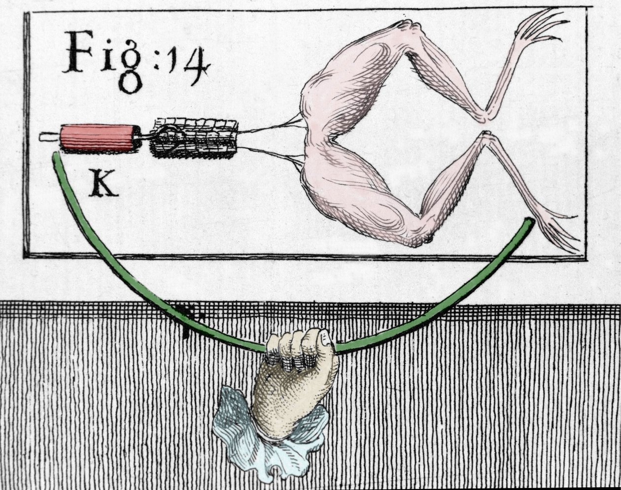 Luigi Galvani olasz fizikus és orvos (1737-1798) kísérleteinek illusztrációja, amely elmagyarázza a béka lábait mozgató elektromos áram áthaladását. alkotó: Unknown artist